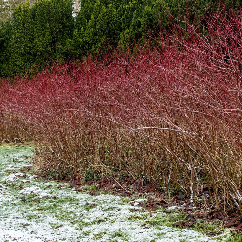 Cornus sanguinea - Cornouiller sanguin (Plant habit)