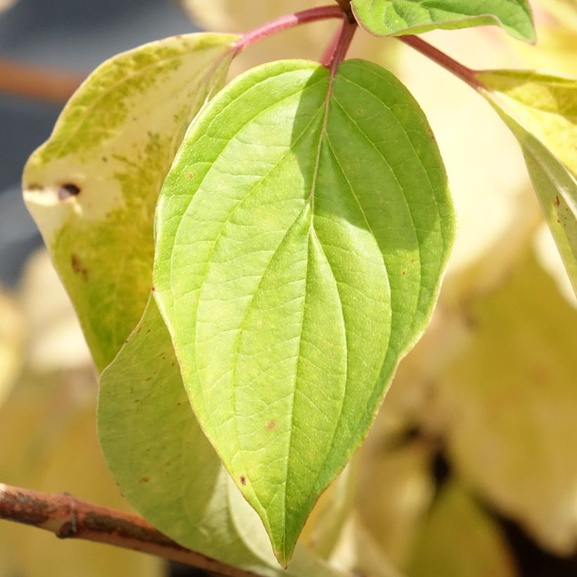 Cornus sanguinea Magic Flame - Cornouiller sanguin (Foliage)