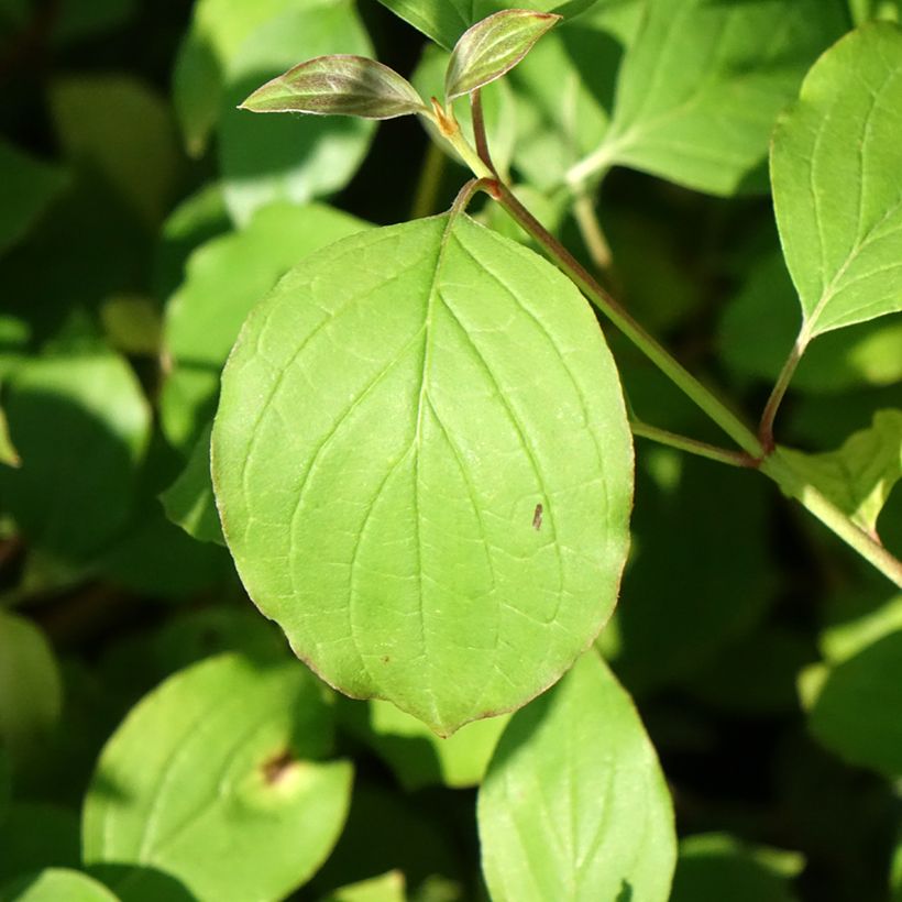 Cornus sanguinea Mid Winter Fire - Cornouiller sanguin (Foliage)