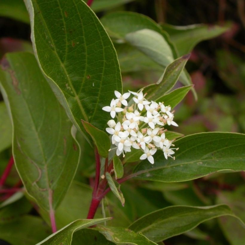 Cornus sericea Kelseyi - Cornouiller stolonifère (Flowering)