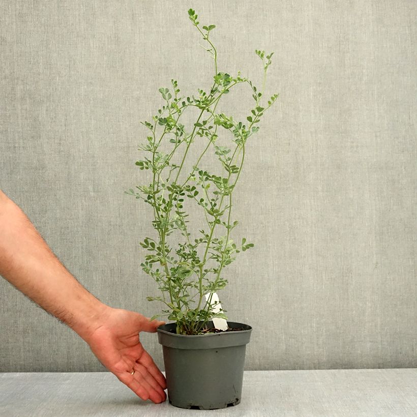 Example of Coronilla valentina Glauca - Coronille glauque Pot de 2L/3L as you get in ete