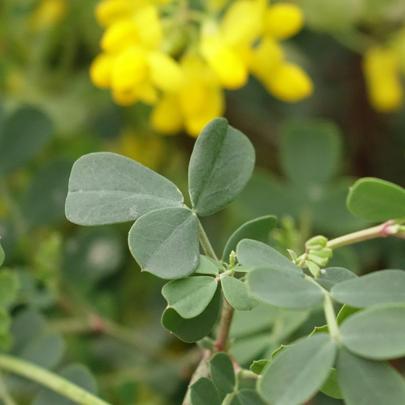 Coronille - Coronilla valentina subsp. glauca Citrina (Foliage)