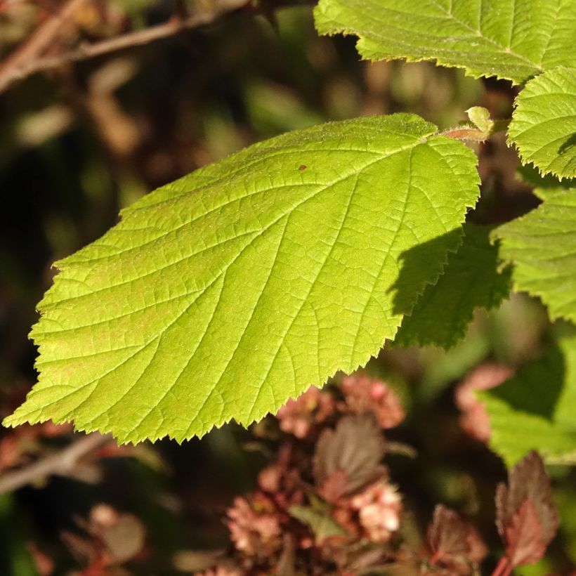 Corylus avellana Agnieszka - Noisetier panaché (Foliage)