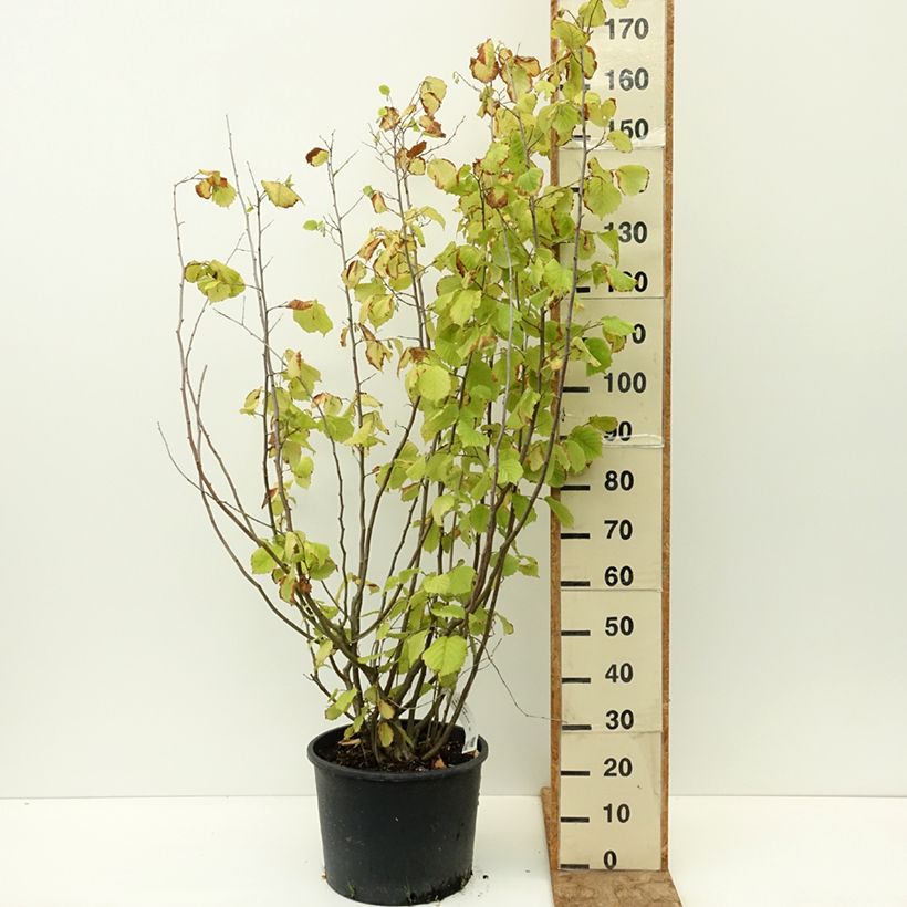 Example of Corylus avellana Aurea - Noisetier doré. Pot de 18L/20L as you get in ete