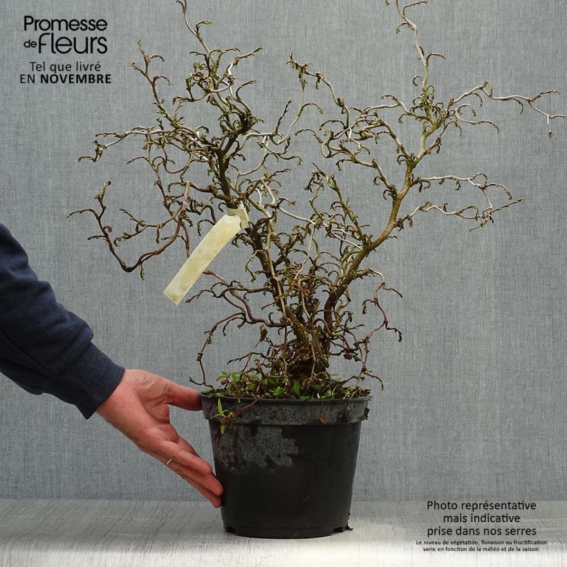 Example of Corylus avellana Scooter - noisetier nain tortueux Pot de 4L/5L as you get in automne