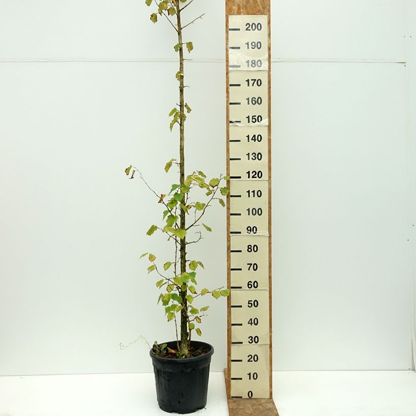 Example of Corylus colurna - Noisetier de Byzance Pot de 12L/15L as you get in ete