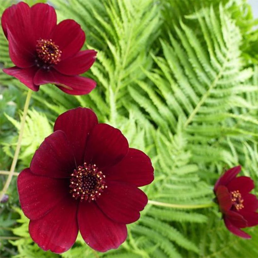Cosmos atrosanguineus - Cosmos chocolat (Flowering)