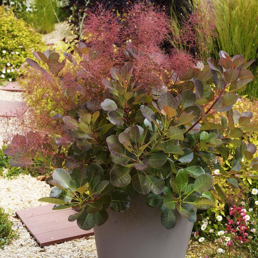 Cotinus coggygria Flamissimo - Arbre à perruque (Plant habit)