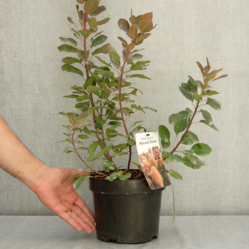 Example of Cotinus coggygria Magical Torch - Arbre à perruque Pot de 3L/4L as you get in ete