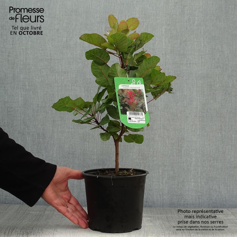 Example of Cotinus coggygria Old Fashioned - Arbre à Perruques Pot de 3L/4L as you get in automne
