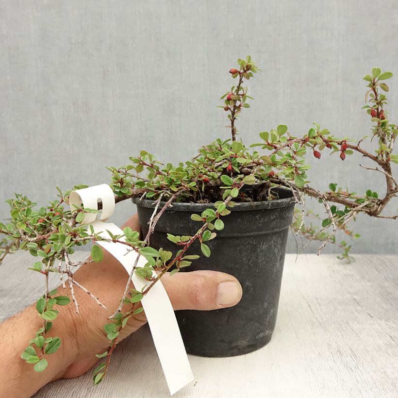 Example of Cotoneaster adpressus - Cotonéaster rampant. Pot de 1,5L/2L as you get in ete
