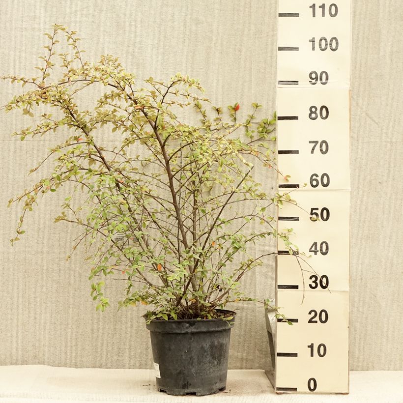 Example of Cotoneaster franchetii - Cotonéastre de Franchet Pot de 7,5L/10L as you get in ete
