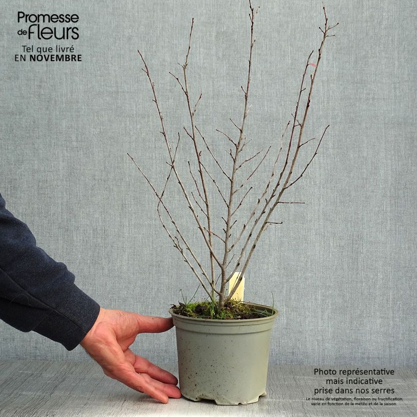 Example of Cotoneaster lucidus  Pot de 2L/3L as you get in automne