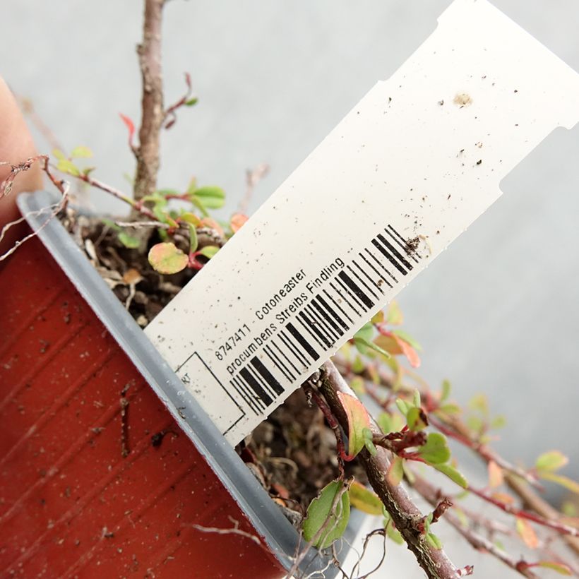 Example of Cotoneaster procumbens Streibs Findling - Cotonéaster rampant Godet de 8/9 cm as you get in ete