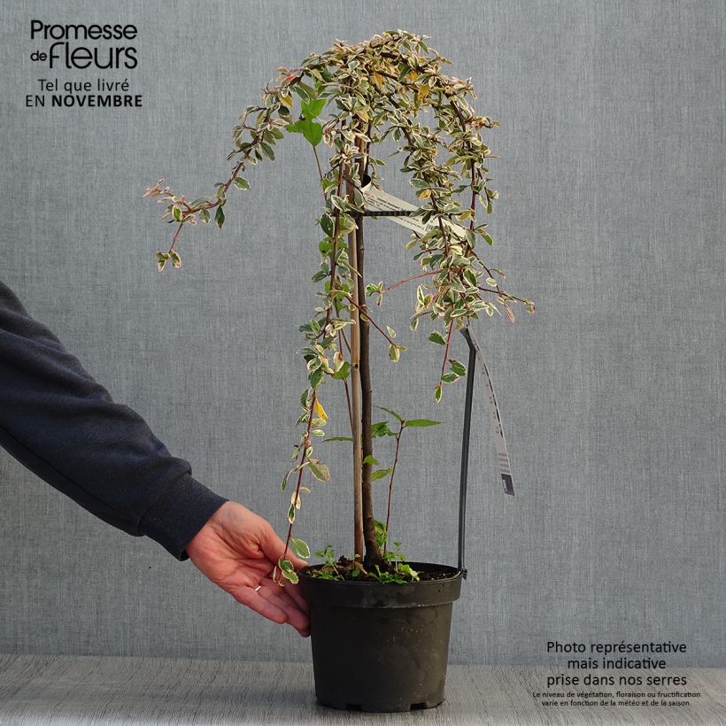 Example of Cotoneaster suecicus Juliette Pot de 4L/5L, Tige as you get in automne