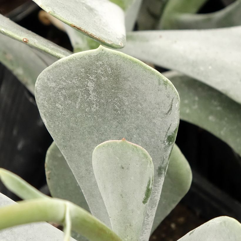 Cotyledon orbiculata Silver Dollar - Plante grasse (Foliage)