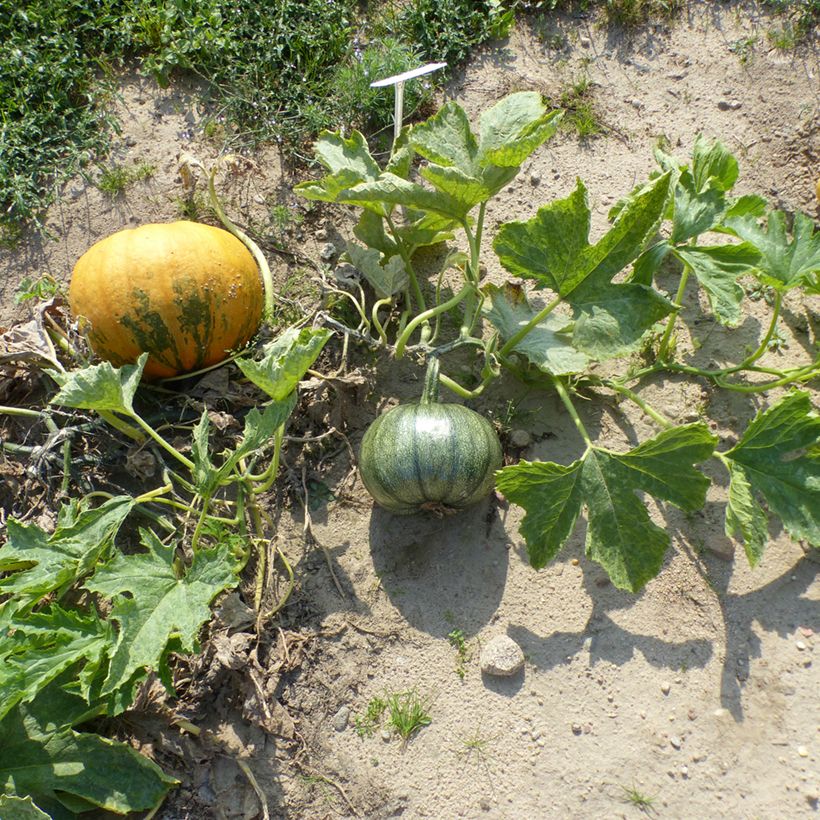 Courge à huile Miranda (Plant habit)