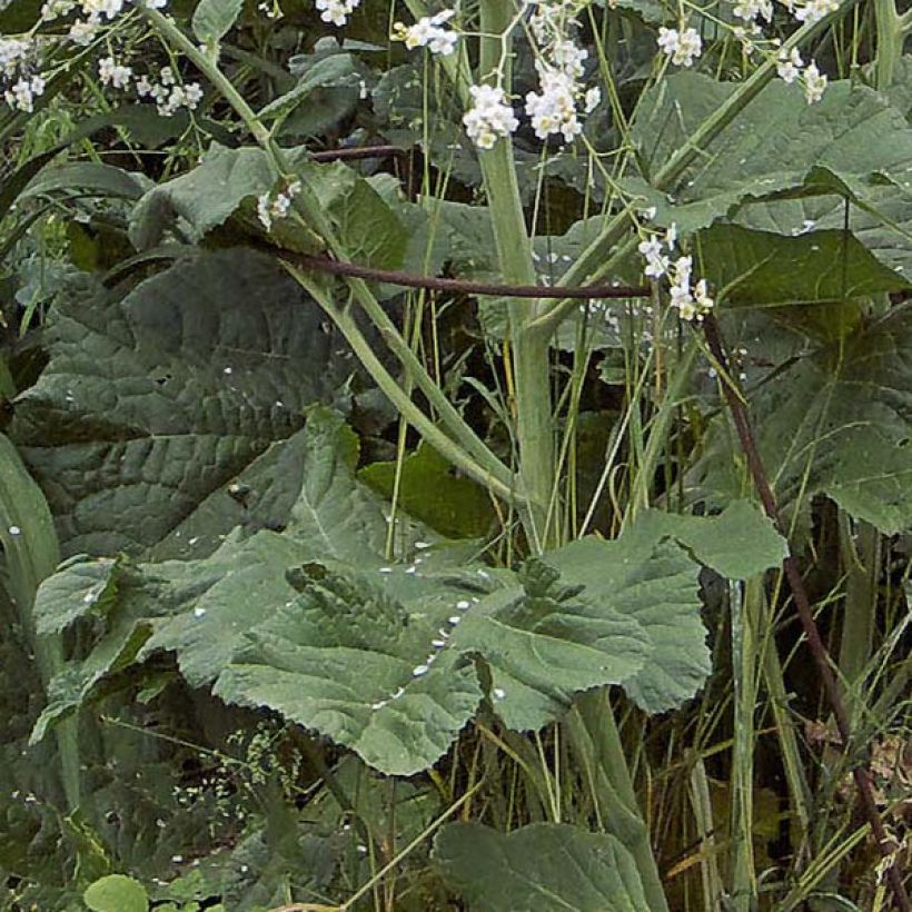 Crambe cordifolia - Chou nuage blanc (Foliage)