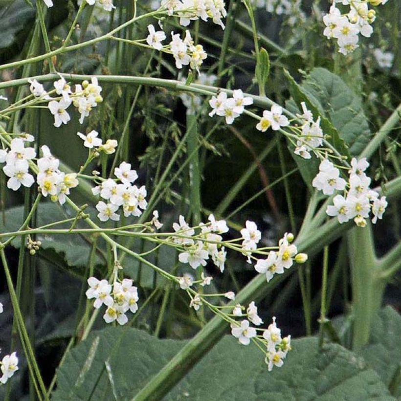 Crambe cordifolia - Chou nuage blanc (Flowering)