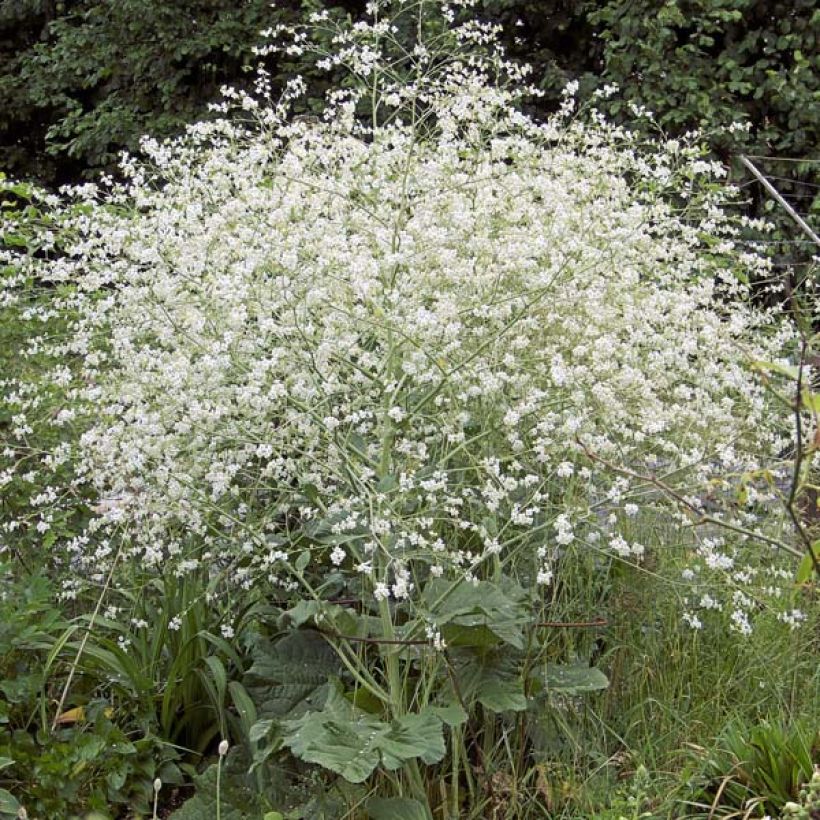 Crambe cordifolia - Chou nuage blanc (Plant habit)