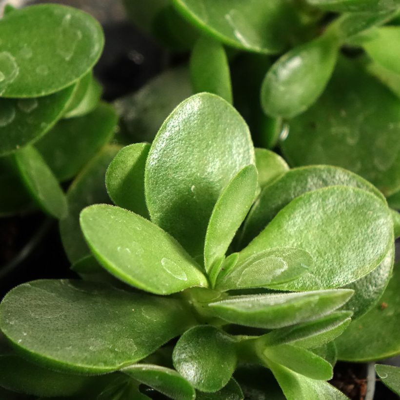 Crassula Money Maker - Arbre de Jade (Foliage)