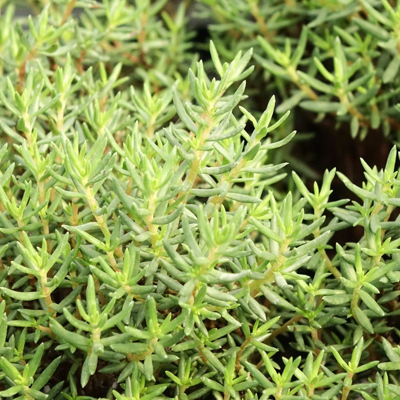 Crassula sarcocaulis (Foliage)
