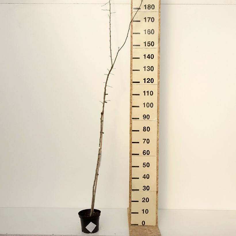 Example of Crataegomespilus dardarii Jules d'Asnière Pot de 3L/4L, Tige as you get in hiver