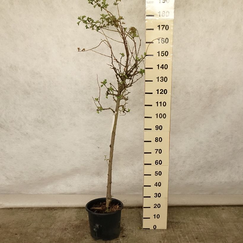 Example of Crataegus azarolus - Azérolier Pot de 12L/15L, Demi-Tige as you get in ete