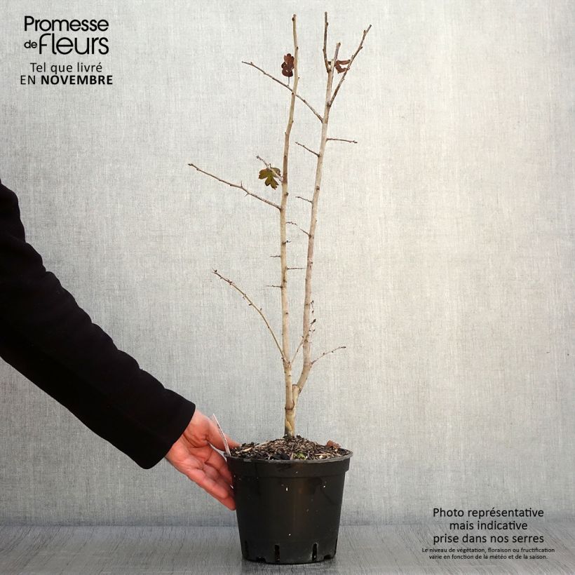 Example of Crataegus laevigata Rosea Flore Pleno - Aubépine Pot de 3L/4L as you get in automne