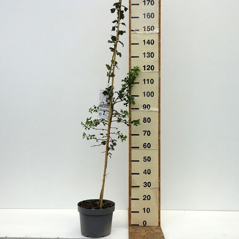 Example of Crataegus laevigata Rosea Flore Pleno - Aubépine Pot de 7,5L/10L as you get in ete