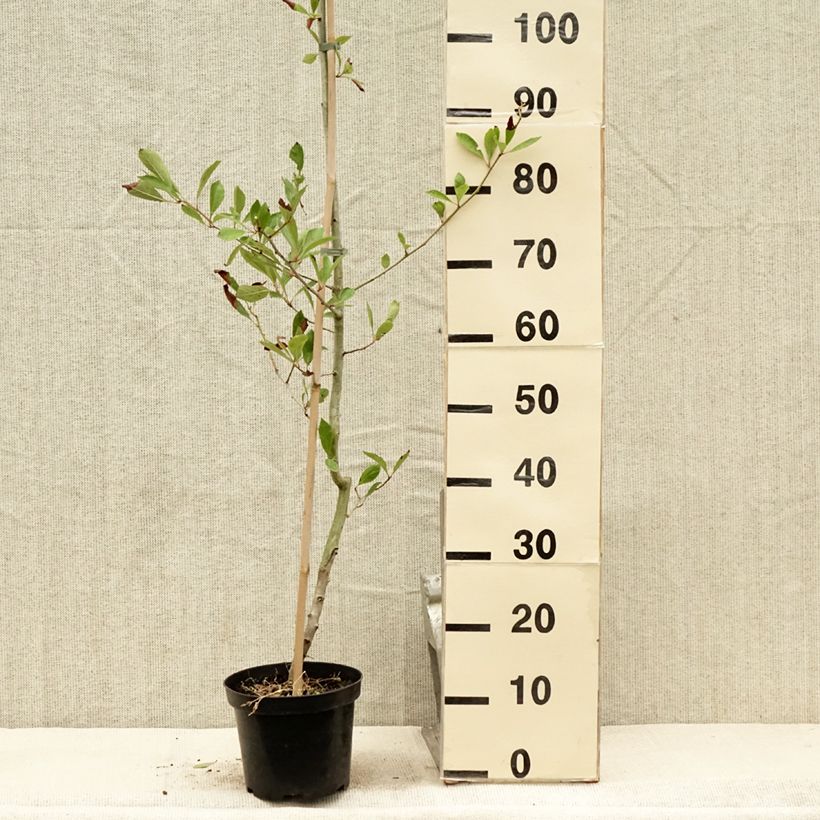 Example of Crataegus lavallei Carrierei - Aubépine Pot de 3L/4L as you get in ete