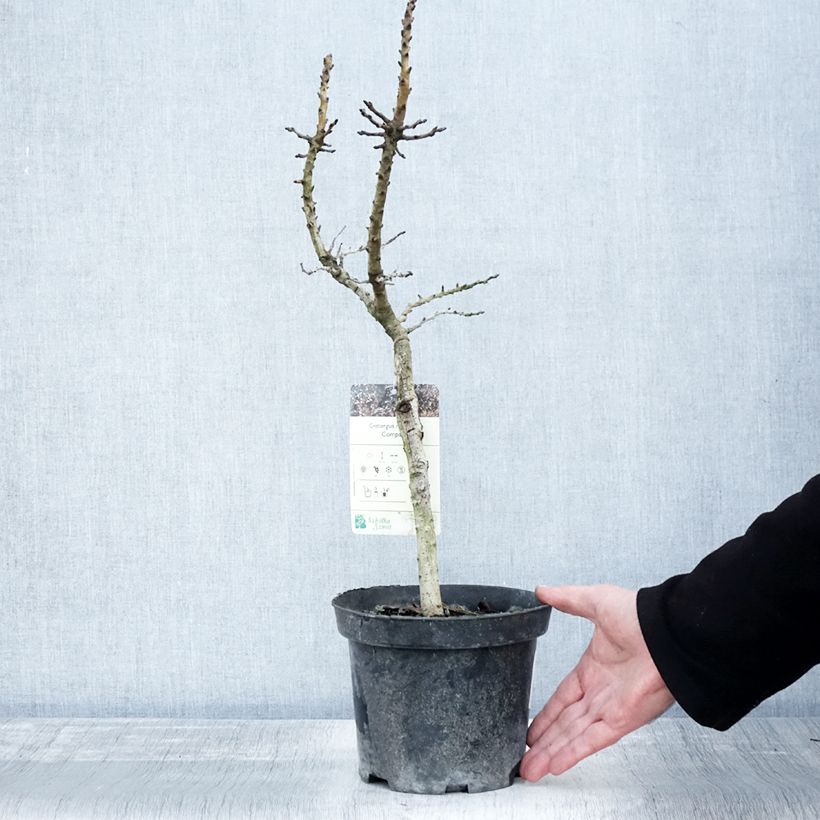 Example of Crataegus monogyna Compacta - Aubépine monogyne Pot de 3L/4L as you get in automne