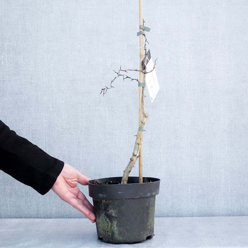 Example of Crataegus monogyna Flexuosa - Aubépine monogyne Pot de 3L/4L as you get in hiver