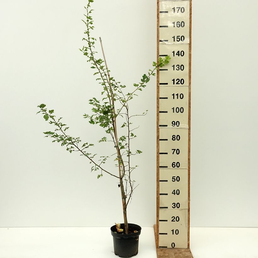 Example of Crataegus monogyna Versicolor - Aubépine monogyne Pot de 3L/4L as you get in ete