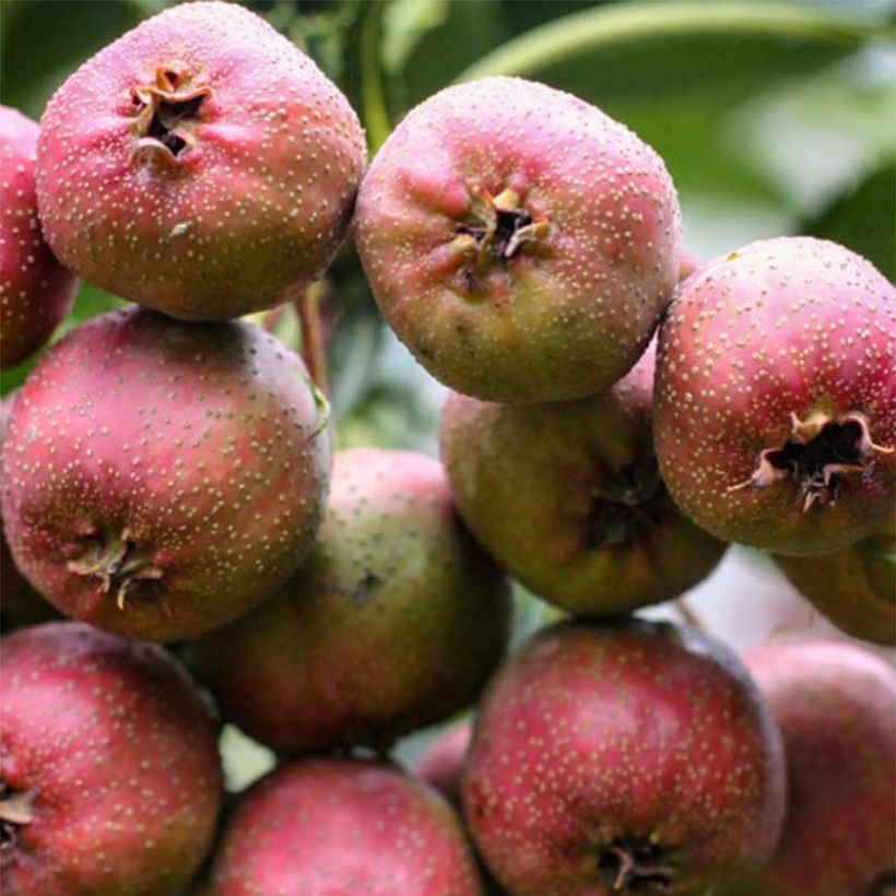 Crataegus pinnatifida Big ball - Aubépine chinoise (Harvest)
