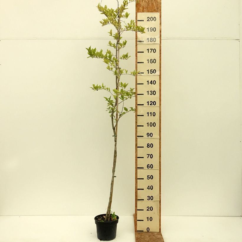 Example of Crataemespilus grandiflora - Aubépine hybride Pot de 4L/5L, Tige as you get in ete