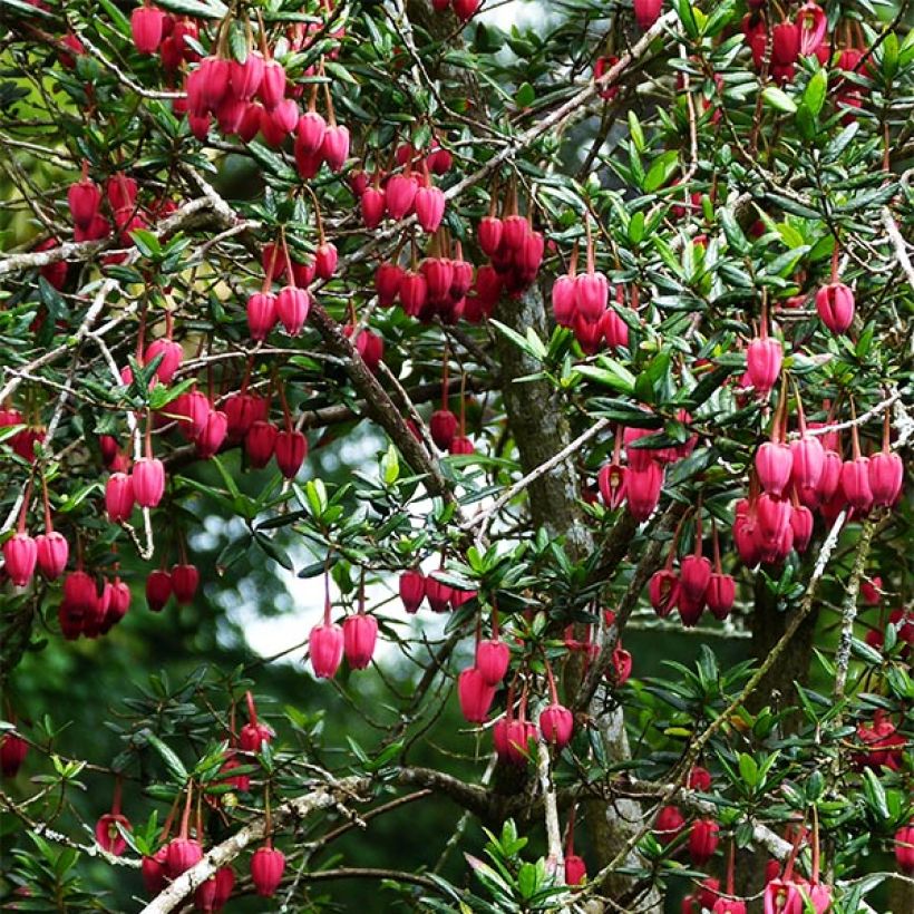 Crinodendron hookerianum - Arbre aux lanternes (Plant habit)