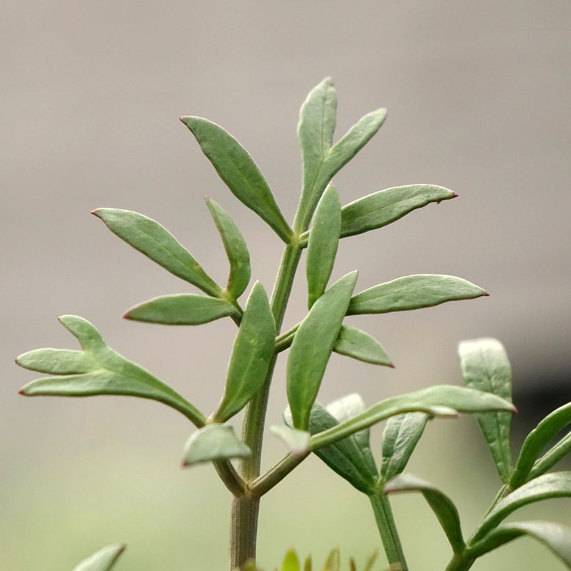 Crithmum maritimum - Crithme maritime ou Criste marine (Foliage)