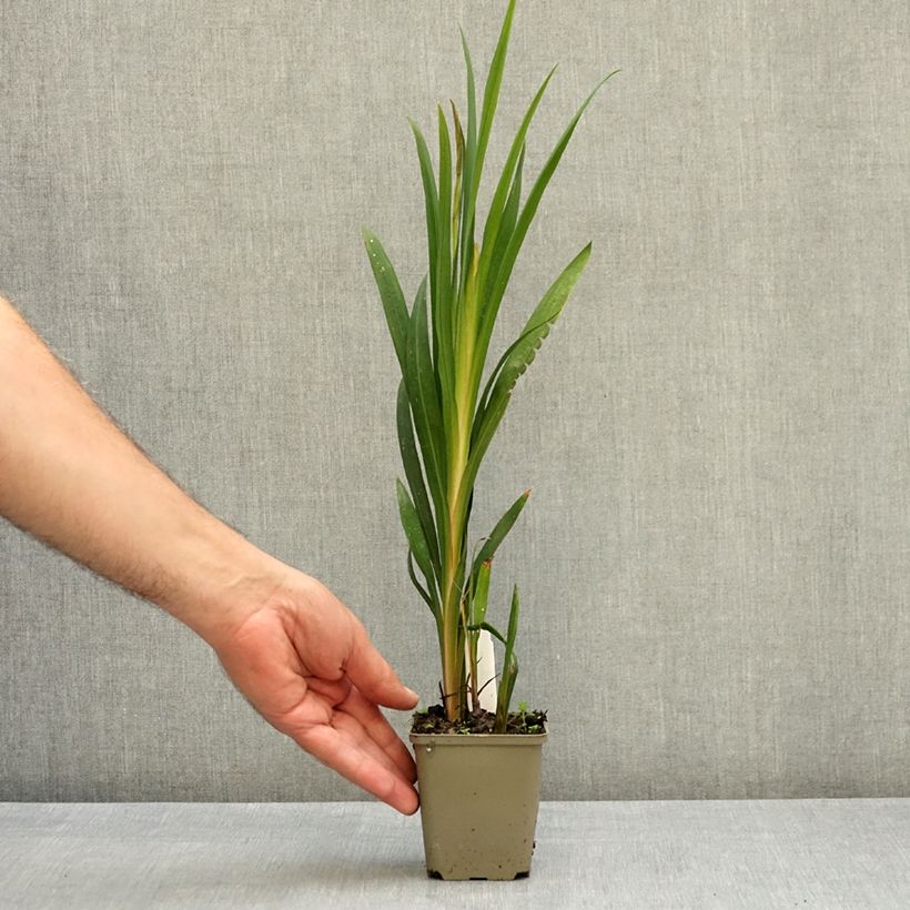 Example of Crocosmia hybride Star of the East - Montbretia Godet de 8/9 cm as you get in ete