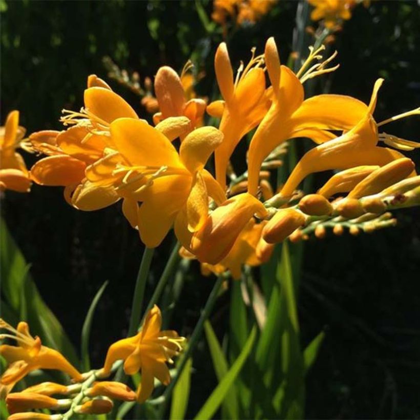 Crocosmia masoniorum Rowallone Yellow (Flowering)