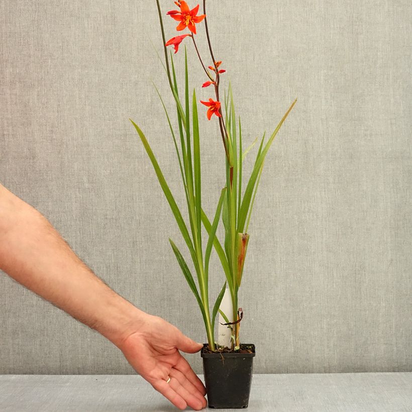 Example of Crocosmia ou montbretia crocosmiflora Emily McKenzie Godet de 7/8 cm as you get in ete