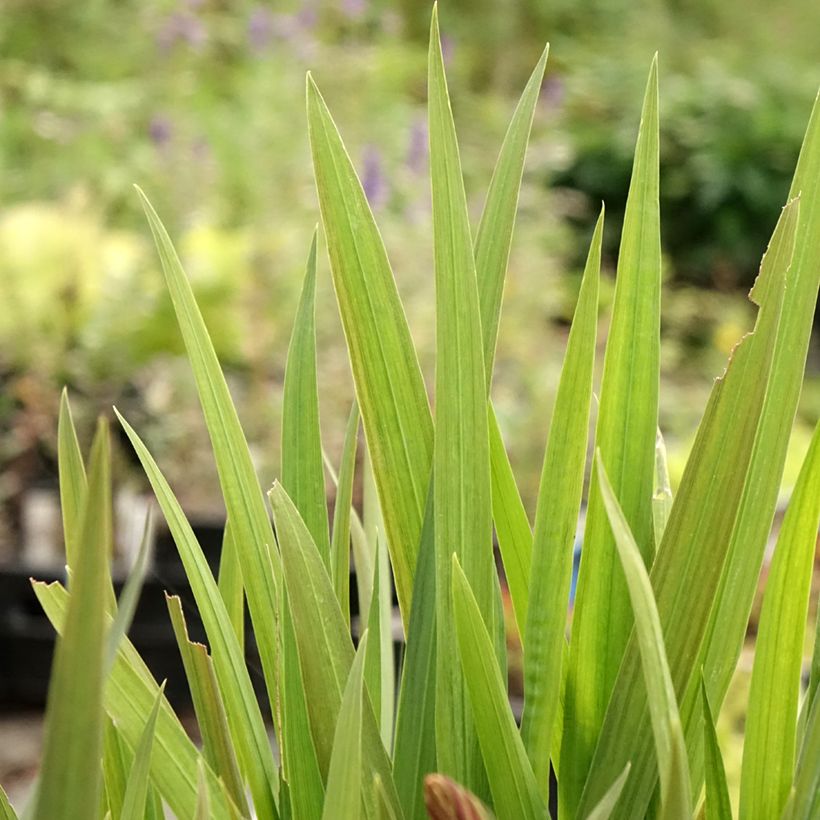 Crocosmia ou montbretia crocosmiflora Emily McKenzie (Foliage)