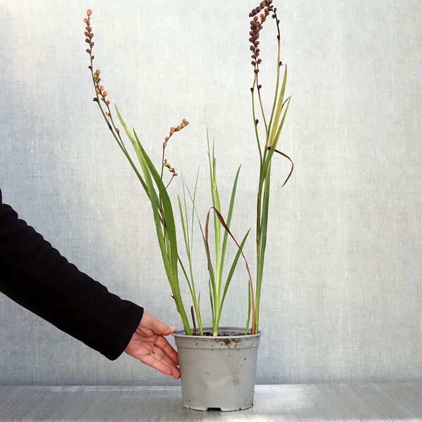Example of Crocosmia ou montbretia Fire King Pot de 3L/4L size 6+ as you get in automne
