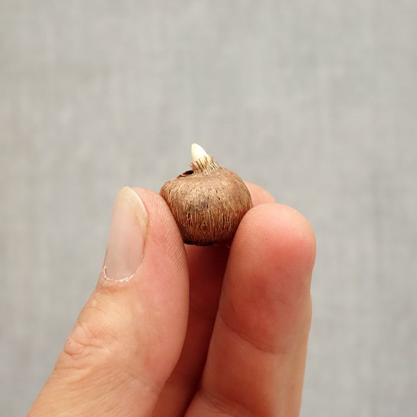 Example of Crocus chrysanthus Zenith  Bulbe size I as you get in automne