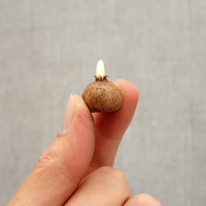 Example of Crocus gargaricus - Crocus de Gargano Bulbe size I as you get in automne