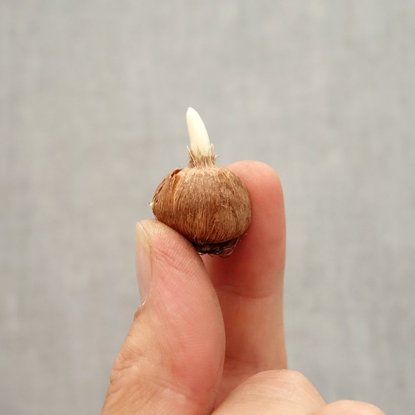 Example of Crocus leonidii Little Amber Bulbe size I as you get in automne