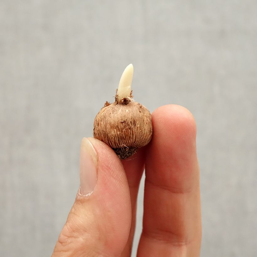 Example of Crocus minimus Bavella Bulbe size I as you get in automne