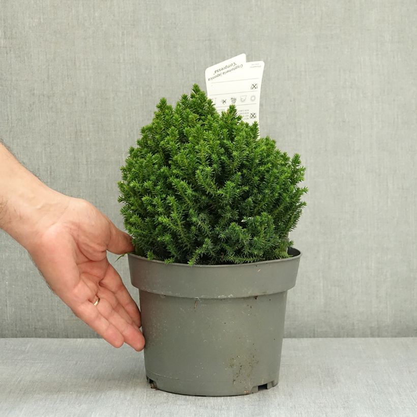 Example of Cryptomeria japonica Compressa Pot de 2L/3L as you get in ete