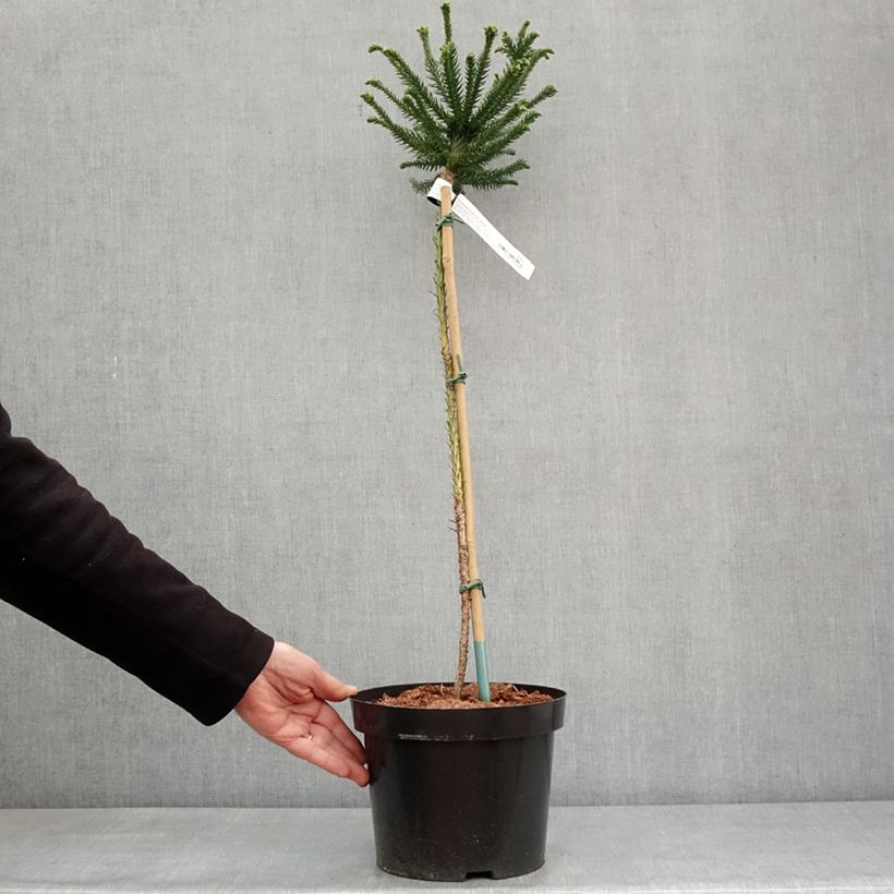 Example of Cryptomeria japonica Dinger - Cèdre du Japon Pot de 4L/5L, Tige as you get in hiver
