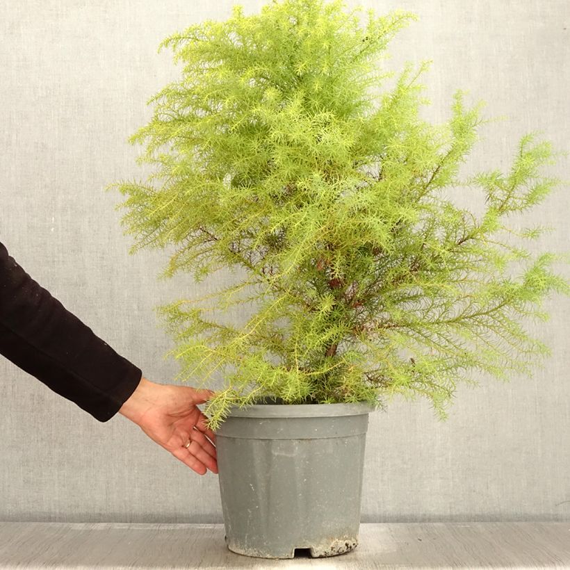 Example of Cryptomeria japonica Elegans - Cèdre du Japon Pot de 7,5L/10L as you get in automne